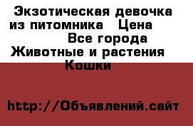 Экзотическая девочка из питомника › Цена ­ 25 000 - Все города Животные и растения » Кошки   